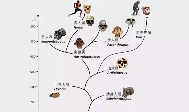 新澳天天免费好彩六肖,动态调整策略执行_苹果版21.456