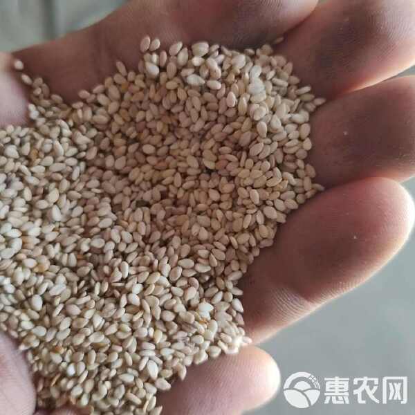 湖北芝麻价格最新行情解析